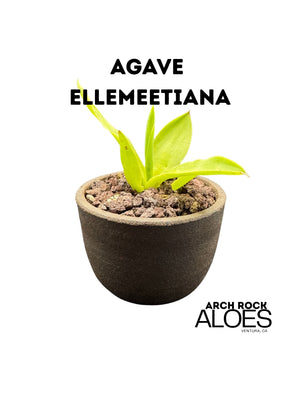 Agave ellemeetiana