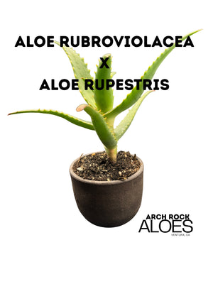 Aloe rubroviolacea x Aloe rupestris