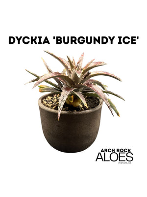 Dyckia 'Burgundy Ice'