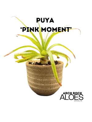 Puya 'Pink Moment'