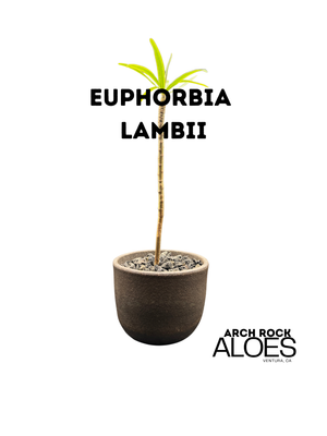 Euphorbia Lambii