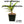 Aloe arenicola x Aloe rubroviolacea — One-Off Specimen