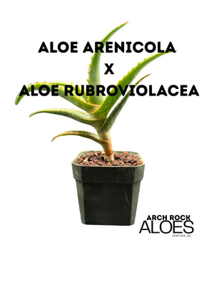 Aloe arenicola x Aloe rubroviolacea — One-Off Specimen