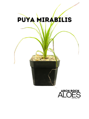 Puya Mirabilis
