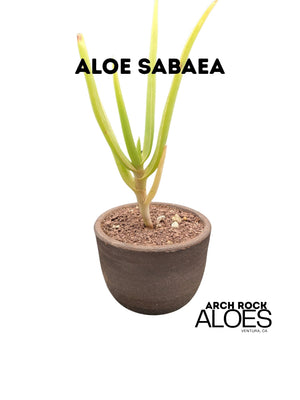 Aloe sabaea