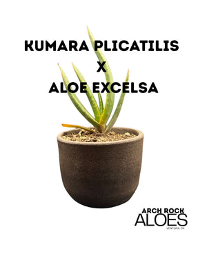 Kumara plicatilis x Aloe excelsa