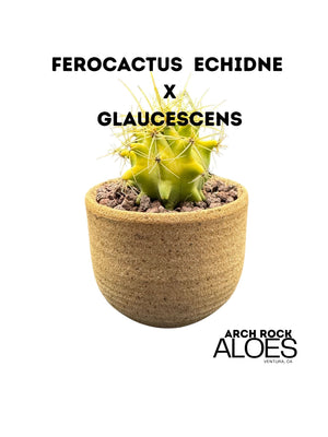 Ferocactus (F. echidne x glaucescens)