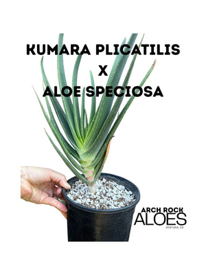 Kumara plicatilis x Aloe speciosa specimen LG