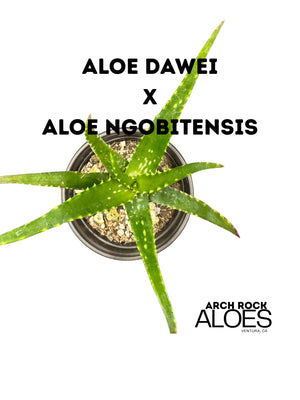 Aloe dawei × Aloe ngobitensis