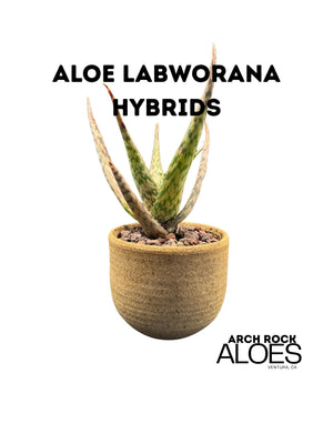 Aloe labworana hybrids