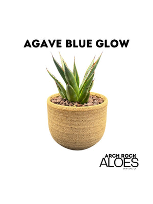 Agave Blue Glow (Agave attenuata x Agave ocahui)