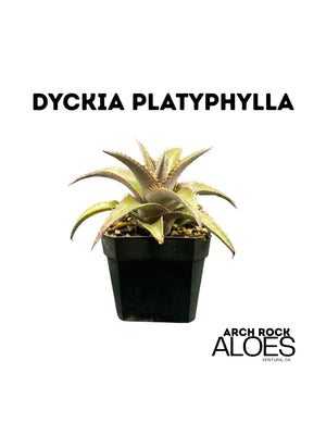 Dyckia platyphylla
