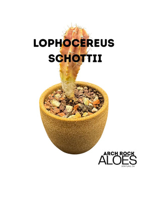Lophocereus schotti
