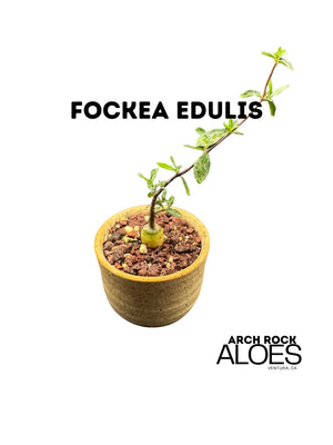 Fockea edulis