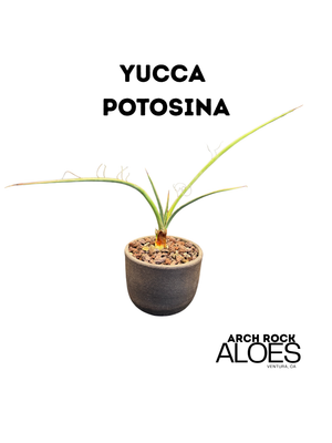 Yucca potosina