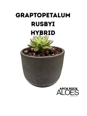 Graptopetalum rusbyi hybrid