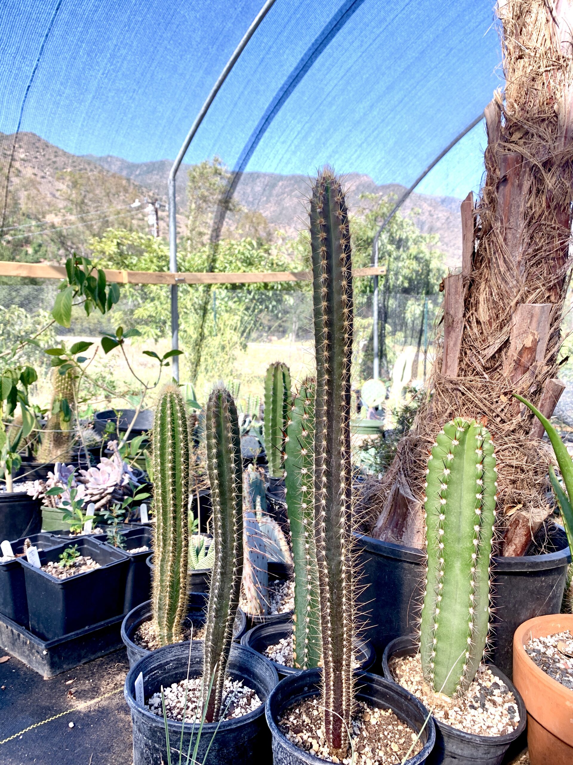 plant shop cactus